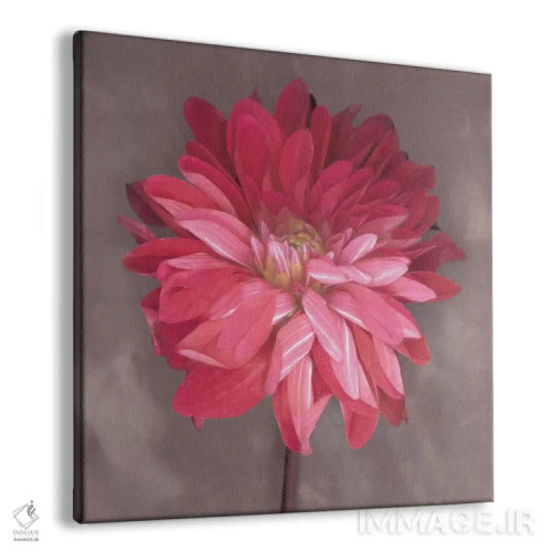 تابلو زینیا صورتی (نوعی گل) اثر ارین کلارک - نمای پرسپکتیو محصول