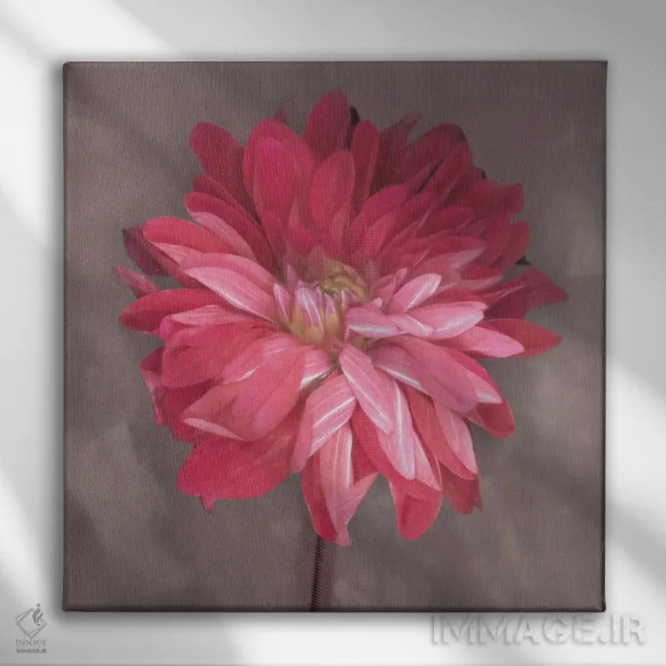 تابلو زینیا صورتی (نوعی گل) اثر ارین کلارک - نمای روبهرو روی دیوار