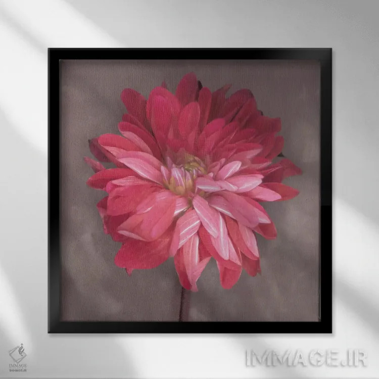 تابلو زینیا صورتی (نوعی گل) اثر ارین کلارک - نمای قابدار مشکی