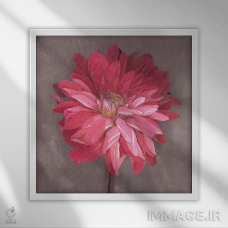 تابلو زینیا صورتی (نوعی گل) اثر ارین کلارک - نمای قابدار سفید