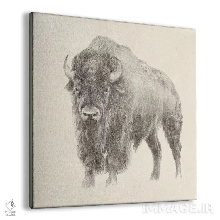 تابلو مطالعه گاومیش غربی اثر اتان هارپر - نمای پرسپکتیو محصول