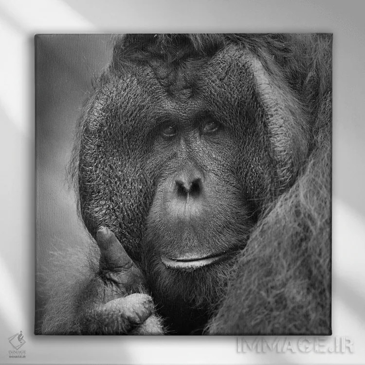 تابلو آفرین! اثر المر وایس - نمای روبهرو روی دیوار