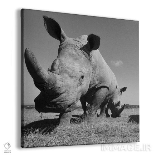 تابلو کرگدن سفید اثر المر وایس - نمای پرسپکتیو محصول