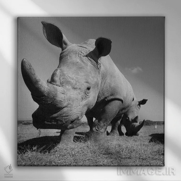 تابلو کرگدن سفید اثر المر وایس - نمای روبهرو روی دیوار