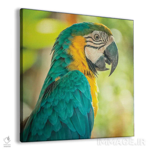 تابلو ماکائو آبی و زرد (طوطی آرا) اثر مانجیک پیکچرز (استودیو عکاسی یا فیلمسازی) - نمای پرسپکتیو محصول