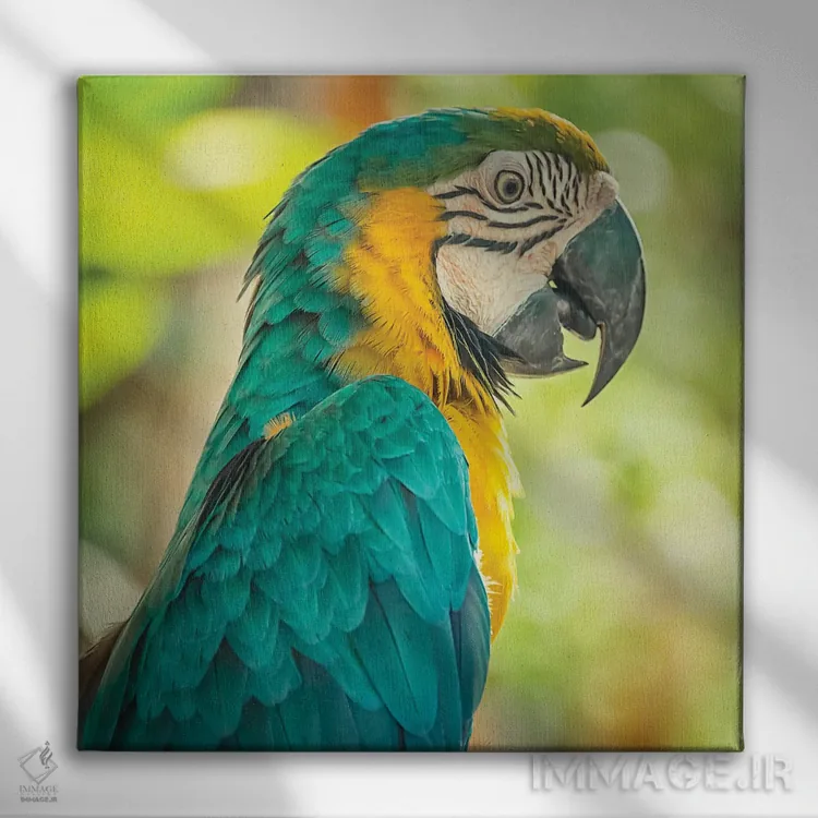 تابلو ماکائو آبی و زرد (طوطی آرا) اثر مانجیک پیکچرز (استودیو عکاسی یا فیلمسازی) - نمای روبهرو روی دیوار