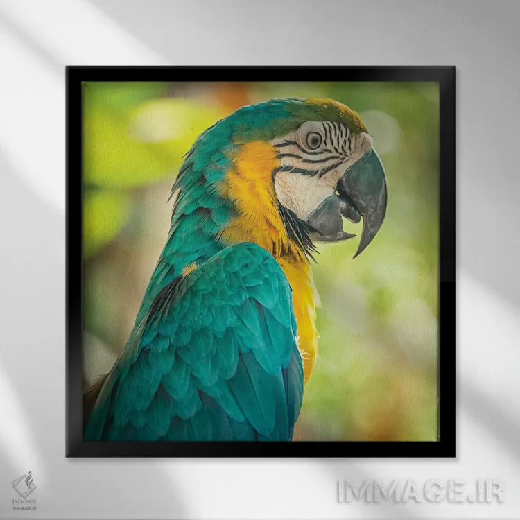 تابلو ماکائو آبی و زرد (طوطی آرا) اثر مانجیک پیکچرز (استودیو عکاسی یا فیلمسازی) - نمای قابدار مشکی
