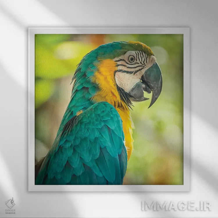 تابلو ماکائو آبی و زرد (طوطی آرا) اثر مانجیک پیکچرز (استودیو عکاسی یا فیلمسازی) - نمای قابدار سفید