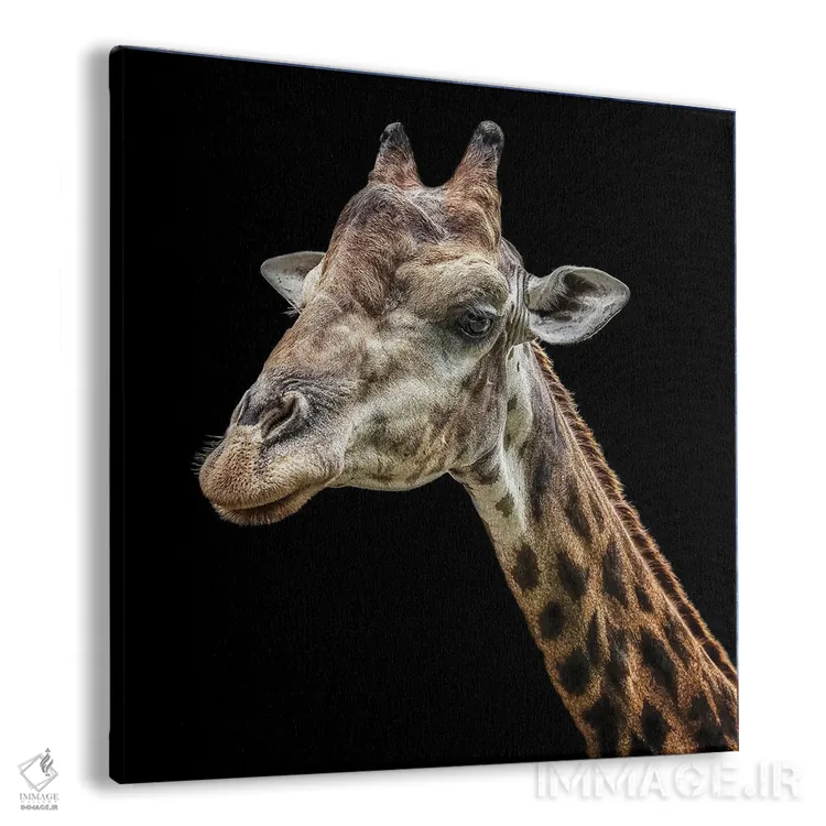تابلو زرافه اثر مانجیک پیکچرز (استودیو عکاسی یا فیلمسازی) - نمای پرسپکتیو محصول