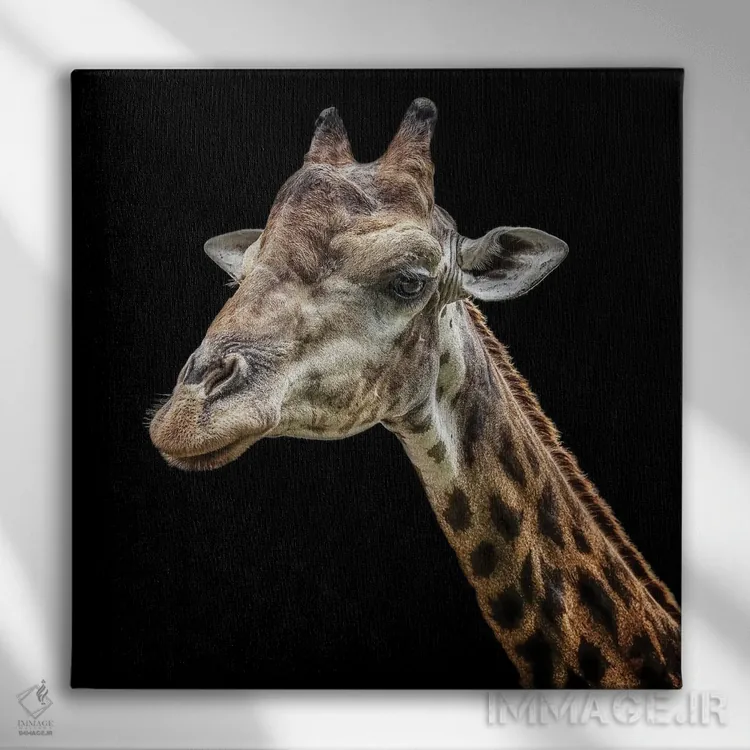 تابلو زرافه اثر مانجیک پیکچرز (استودیو عکاسی یا فیلمسازی) - نمای روبهرو روی دیوار