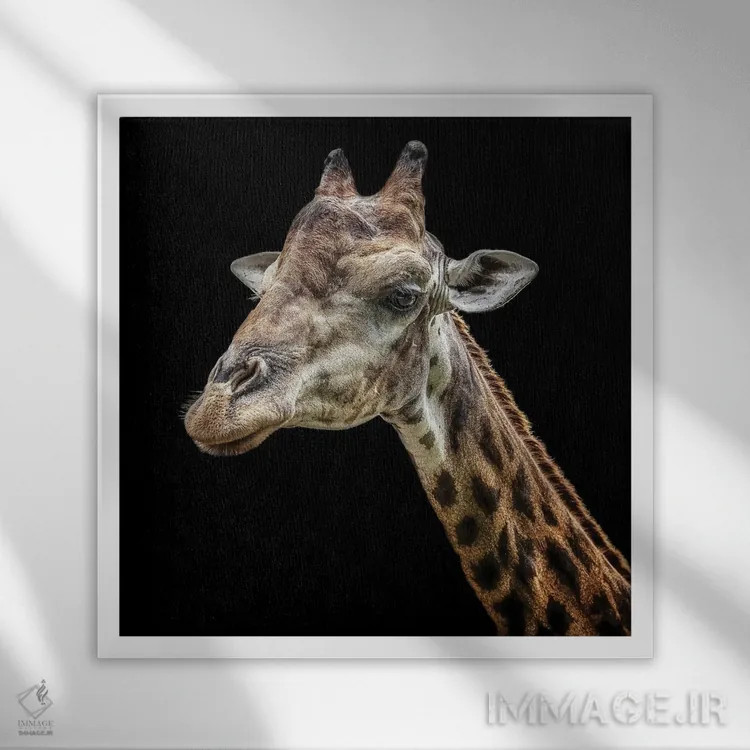 تابلو زرافه اثر مانجیک پیکچرز (استودیو عکاسی یا فیلمسازی) - نمای قابدار سفید