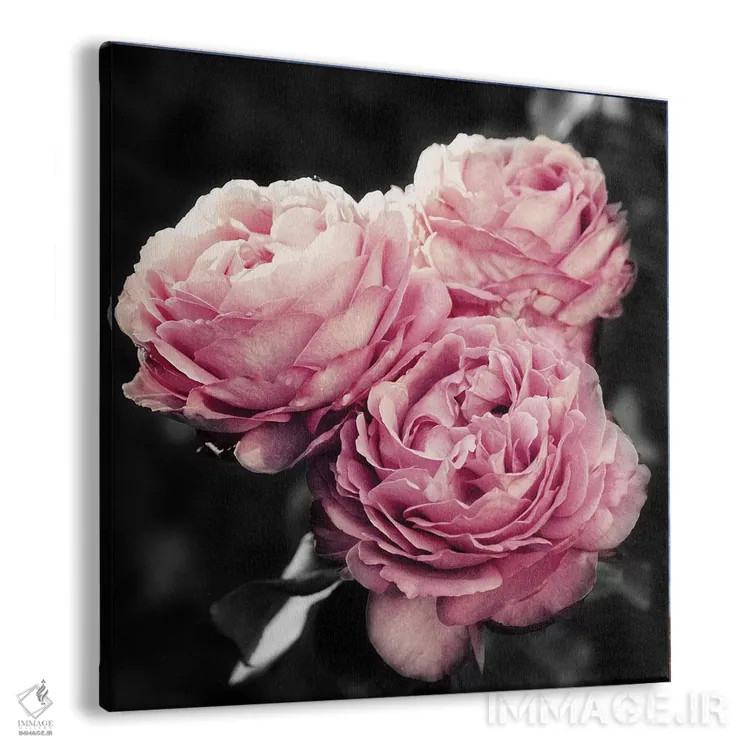 تابلو گلهای صورتی در سیاهی اثر امیلی ناواس - نمای پرسپکتیو محصول
