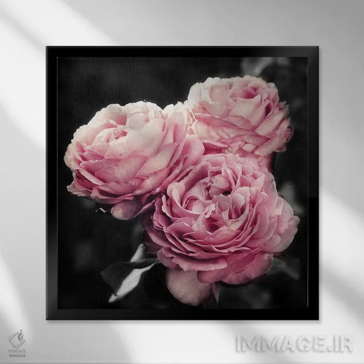تابلو گلهای صورتی در سیاهی اثر امیلی ناواس - نمای قابدار مشکی