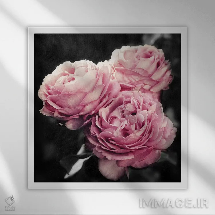 تابلو گلهای صورتی در سیاهی اثر امیلی ناواس - نمای قابدار سفید