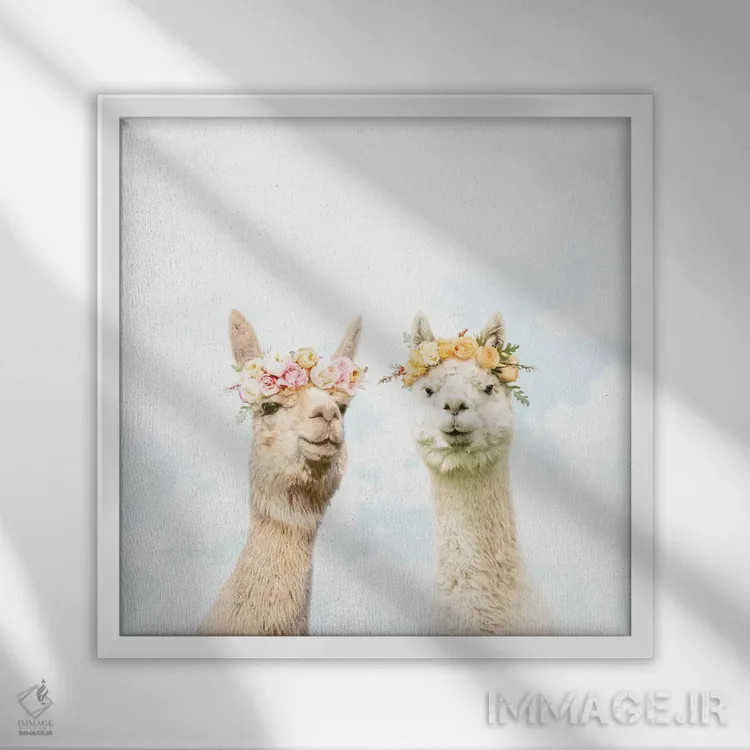 تابلو آلپاکاها در شکوفهزار اثر ارین سامر - نمای قابدار سفید
