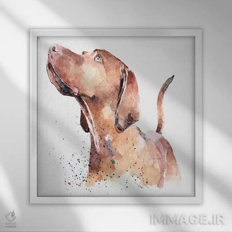 تابلو ویزسلا در حال نگاه به بالا (نژاد سگ) اثر ادز واترکالرز (برند نقاشی آبرنگ) - نمای قابدار سفید
