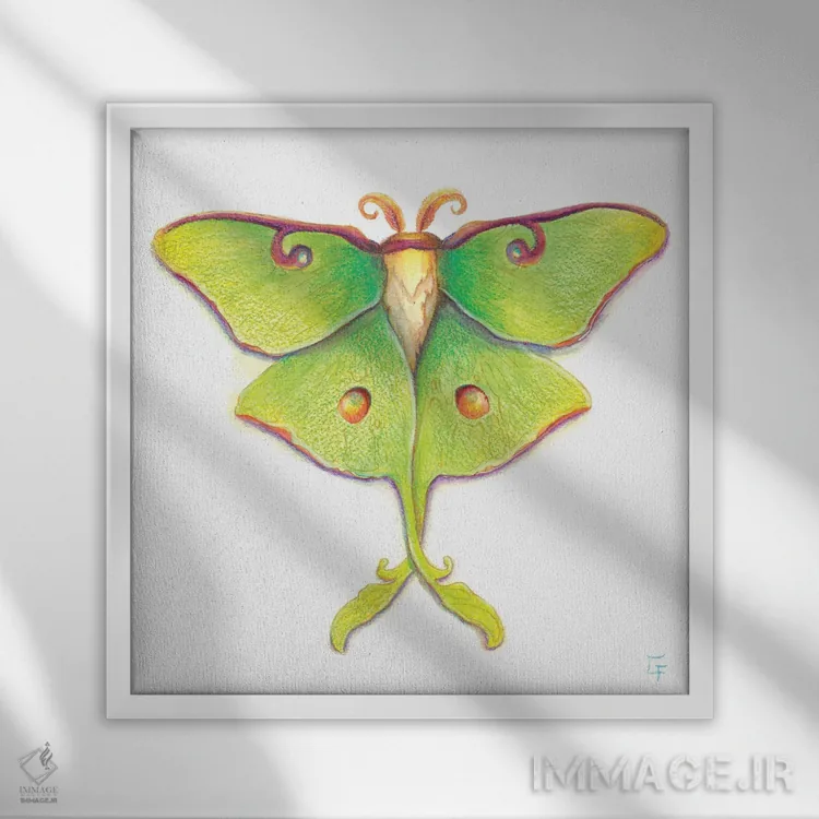 تابلو شبپرهٔ لونا اثر مایت فلای آرت اند ایلاستریشن (استودیو طراحی و تصویرگری) - نمای قابدار سفید