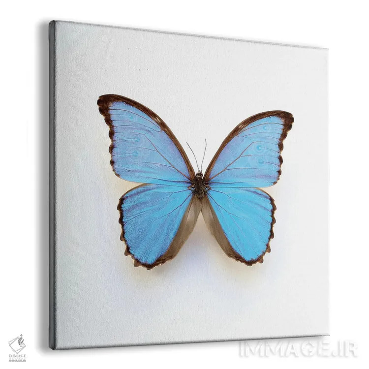 تابلو پروانهٔ مورفو آبی برقی اثر آلیسون فنل - نمای پرسپکتیو محصول