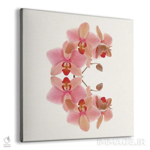 تابلو طاق ارکیده صورتی ملایم اثر آلیسون فنل - نمای پرسپکتیو محصول
