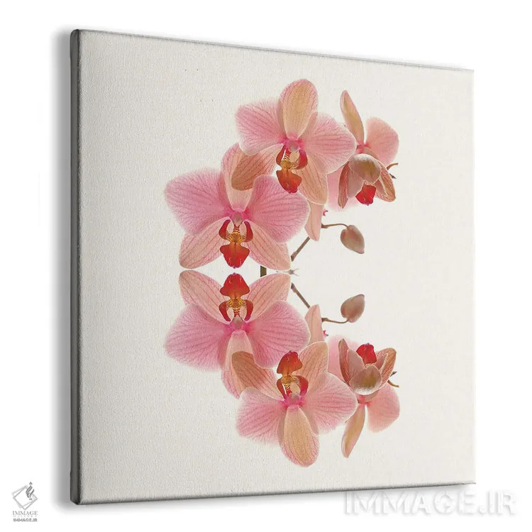 تابلو طاق ارکیده صورتی ملایم اثر آلیسون فنل - نمای پرسپکتیو محصول