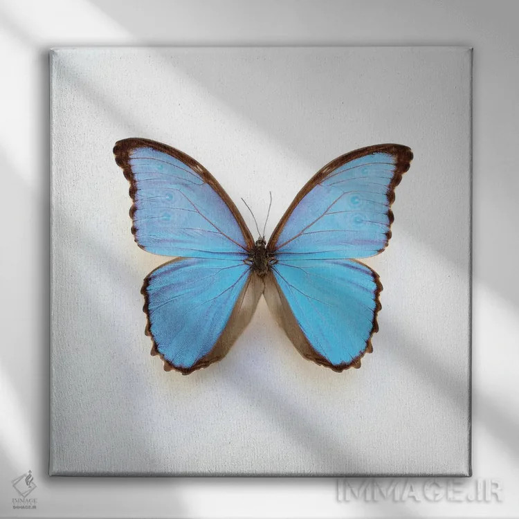 تابلو پروانهٔ مورفو آبی برقی اثر آلیسون فنل - نمای روبهرو روی دیوار