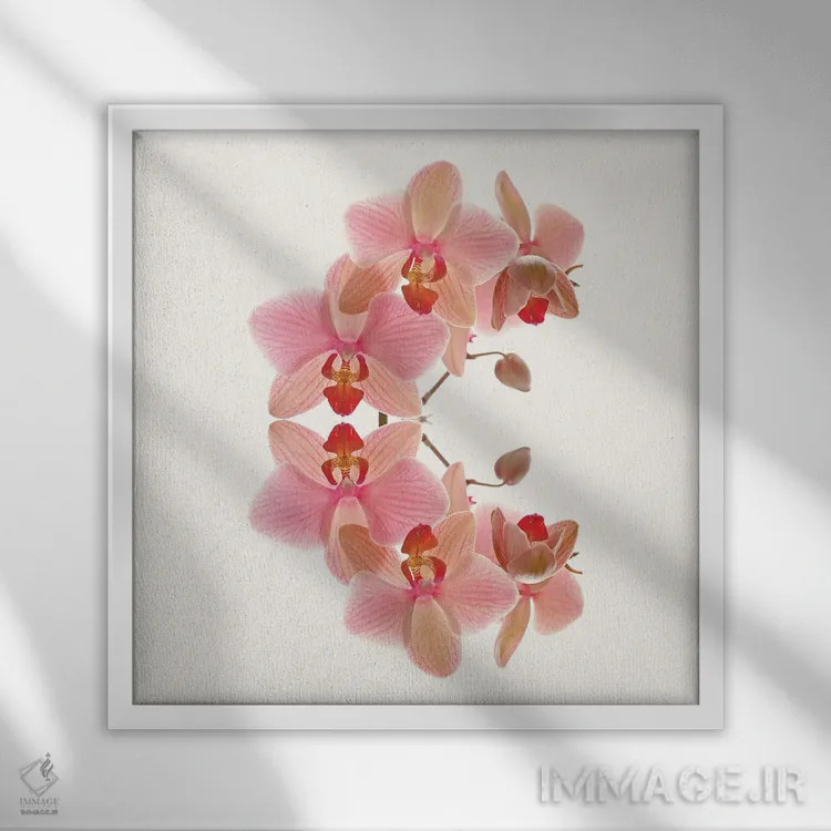 تابلو طاق ارکیده صورتی ملایم اثر آلیسون فنل - نمای قابدار سفید