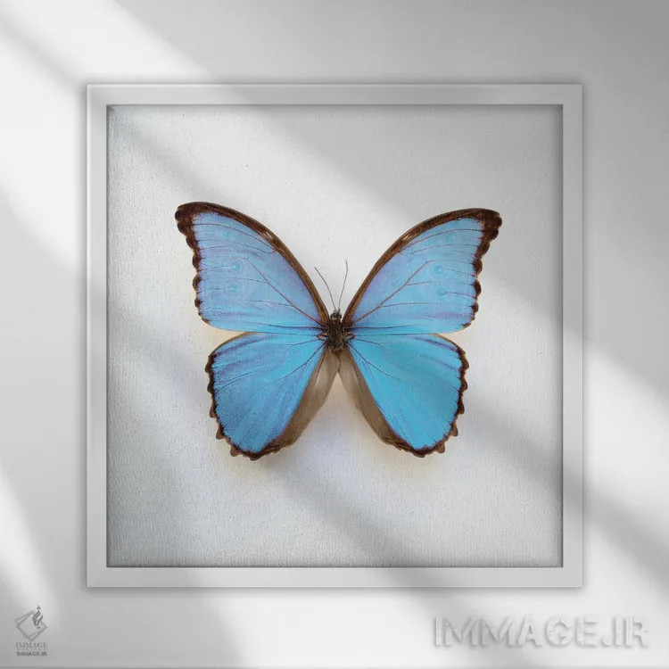 تابلو پروانهٔ مورفو آبی برقی اثر آلیسون فنل - نمای قابدار سفید