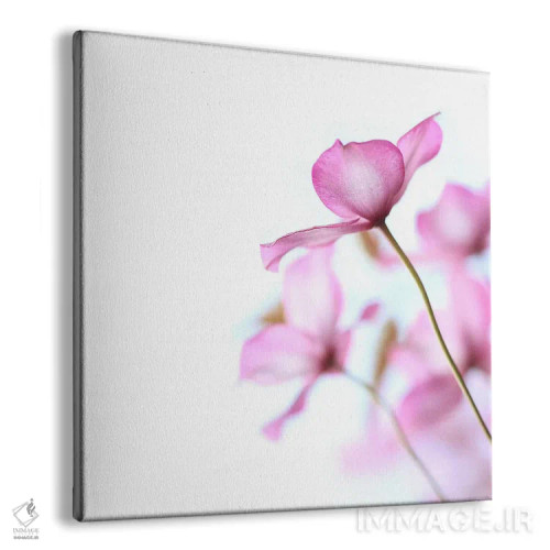 تابلو کلماتیس صورتی اثر آلیسون فنل - نمای پرسپکتیو محصول