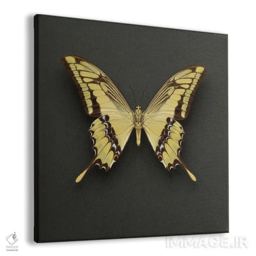 تابلو پروانه دمپرچمی شاهی (King Swallowtail) اثر آلیسون فنل - نمای پرسپکتیو محصول