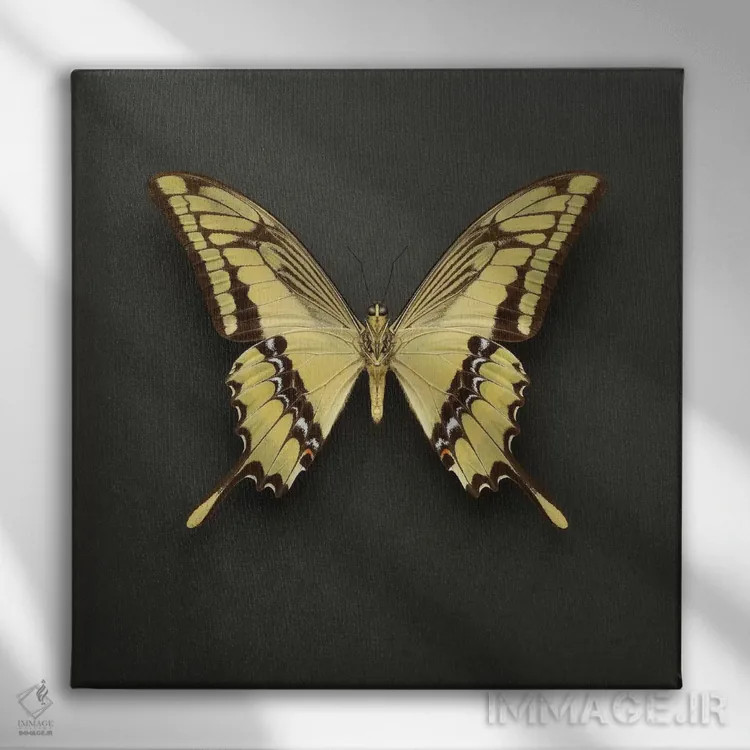 تابلو پروانه دمپرچمی شاهی (King Swallowtail) اثر آلیسون فنل - نمای روبهرو روی دیوار