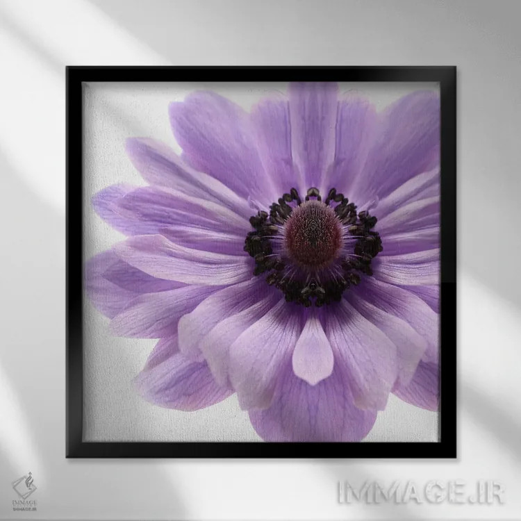 تابلو شقایق یاس بنفش کمرنگ اثر آلیسون فنل - نمای قابدار مشکی