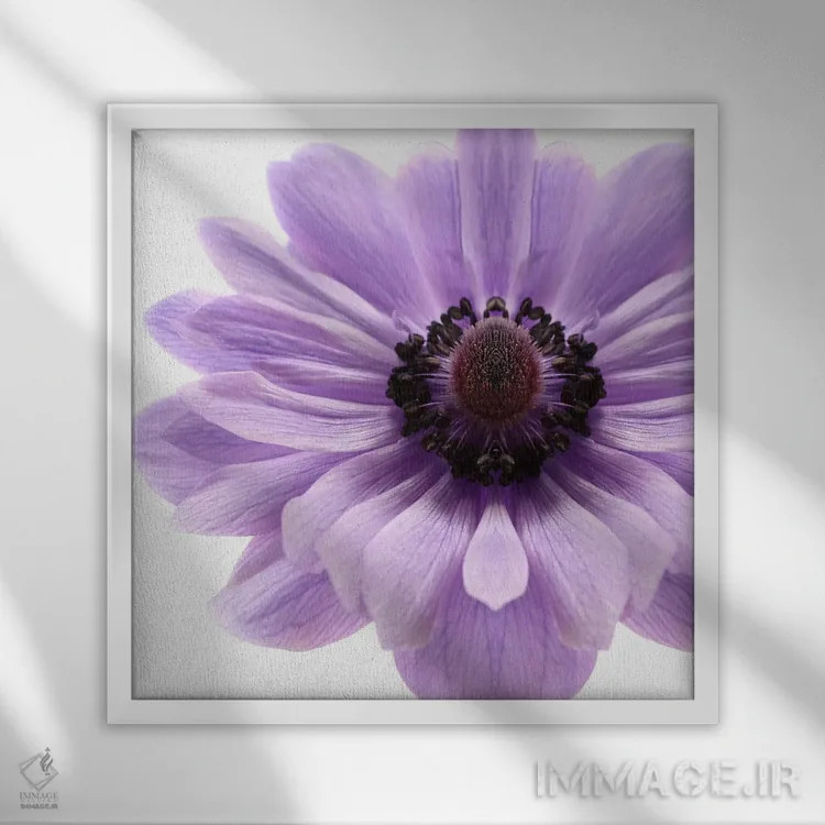 تابلو شقایق یاس بنفش کمرنگ اثر آلیسون فنل - نمای قابدار سفید