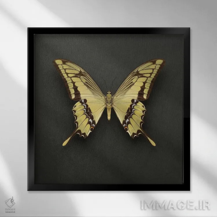 تابلو پروانه دمپرچمی شاهی (King Swallowtail) اثر آلیسون فنل - نمای قابدار مشکی