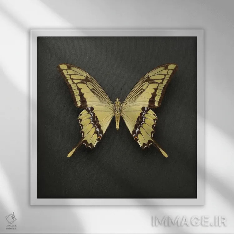 تابلو پروانه دمپرچمی شاهی (King Swallowtail) اثر آلیسون فنل - نمای قابدار سفید
