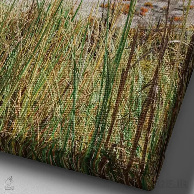 تابلو روز ساحلی کالیفرنیا III اثر بثانی یانگ - نمای نزدیک بافت بوم