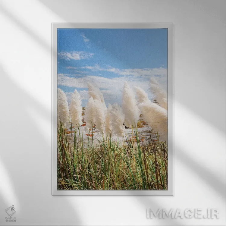 تابلو روز ساحلی کالیفرنیا III اثر بثانی یانگ - نمای قابدار سفید