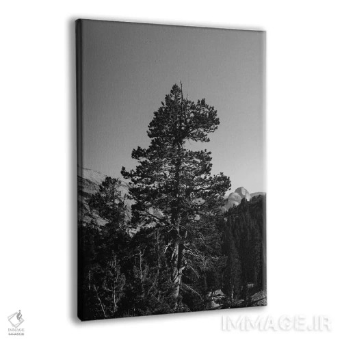 تابلو Yosemite National Park VI,نقطهی اُلمستد، پارک ملی یوسیمیتی شش اثر بثانی یانگ - نمای پرسپکتیو محصول