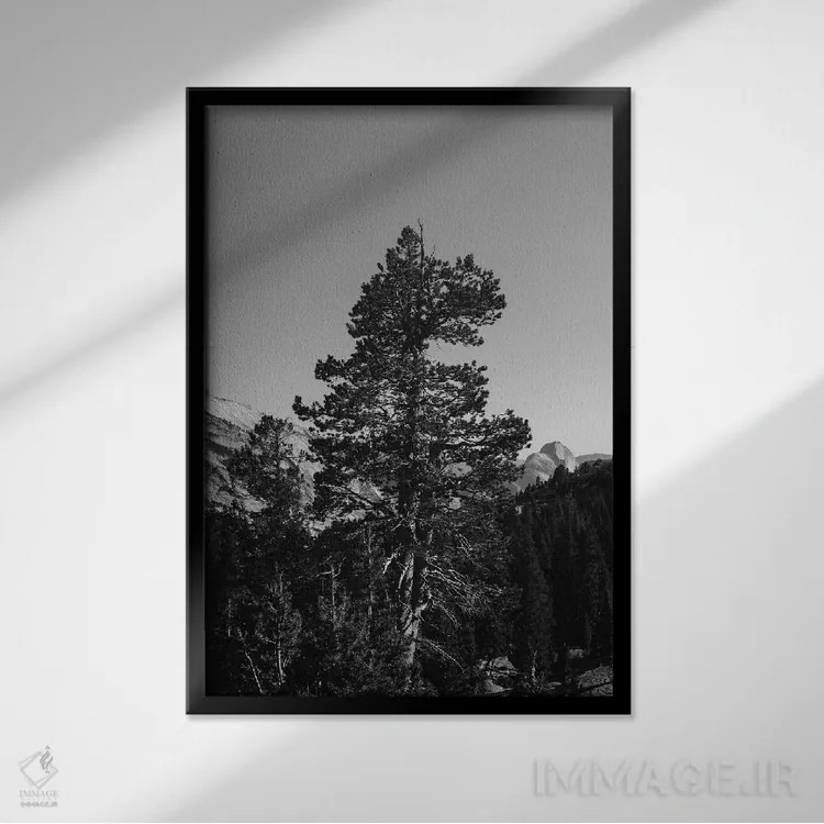 تابلو Yosemite National Park VI,نقطهی اُلمستد، پارک ملی یوسیمیتی شش اثر بثانی یانگ - نمای قابدار مشکی