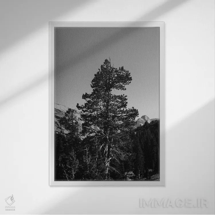 تابلو Yosemite National Park VI,نقطهی اُلمستد، پارک ملی یوسیمیتی شش اثر بثانی یانگ - نمای قابدار سفید