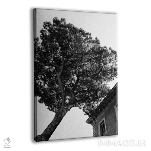 تابلو درخت کاج سنگی ایتالیایی سه اثر بثانی یانگ - نمای پرسپکتیو محصول