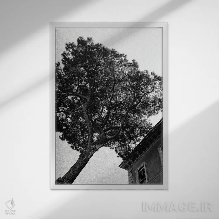 تابلو درخت کاج سنگی ایتالیایی سه اثر بثانی یانگ - نمای قابدار سفید