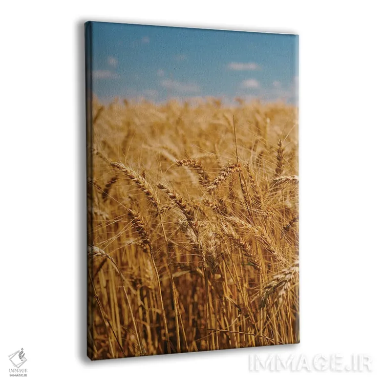 تابلو مزارع گندم تابستانی اثر بثانی یانگ - نمای پرسپکتیو محصول