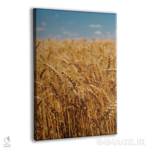 تابلو مزارع گندم تابستانی اثر بثانی یانگ - نمای پرسپکتیو محصول