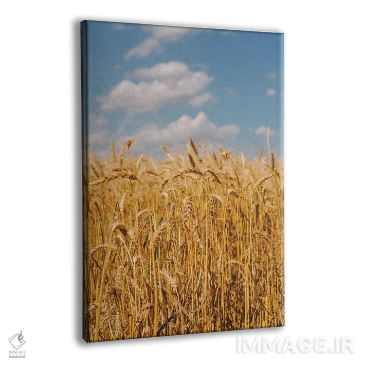 تابلو مزارع گندم تابستانی ۲ اثر بثانی یانگ - نمای پرسپکتیو محصول