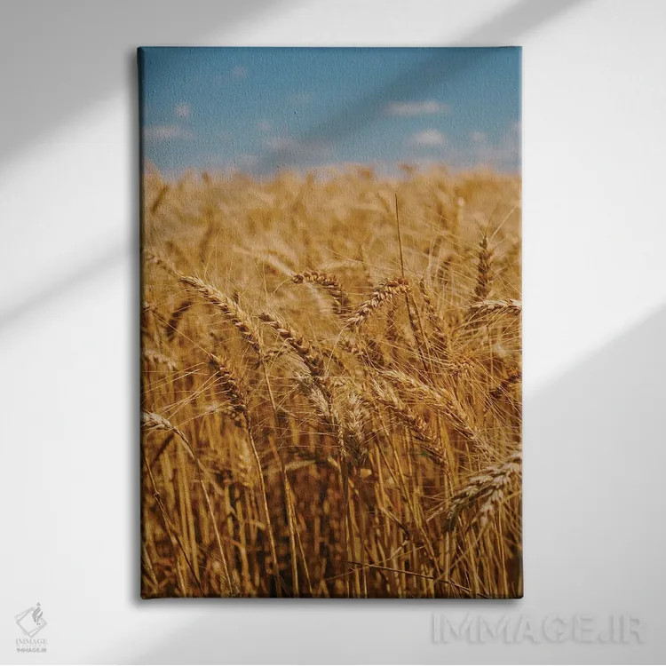 تابلو مزارع گندم تابستانی اثر بثانی یانگ - نمای روبهرو روی دیوار