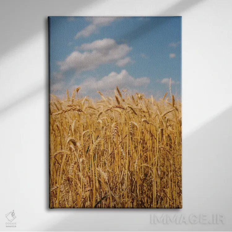 تابلو مزارع گندم تابستانی ۲ اثر بثانی یانگ - نمای روبهرو روی دیوار