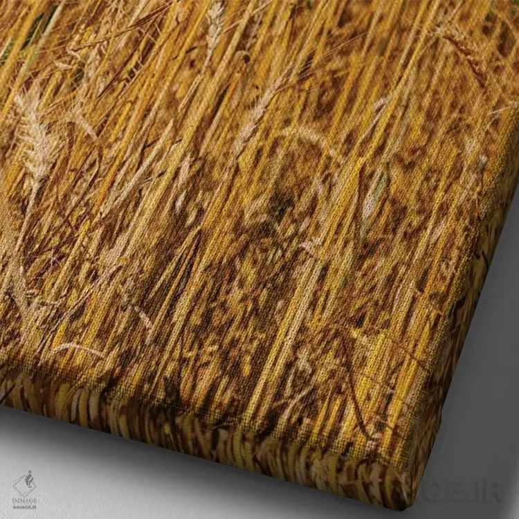 تابلو مزارع گندم تابستانی ۲ اثر بثانی یانگ - نمای نزدیک بافت بوم