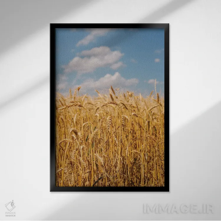 تابلو مزارع گندم تابستانی ۲ اثر بثانی یانگ - نمای قابدار مشکی