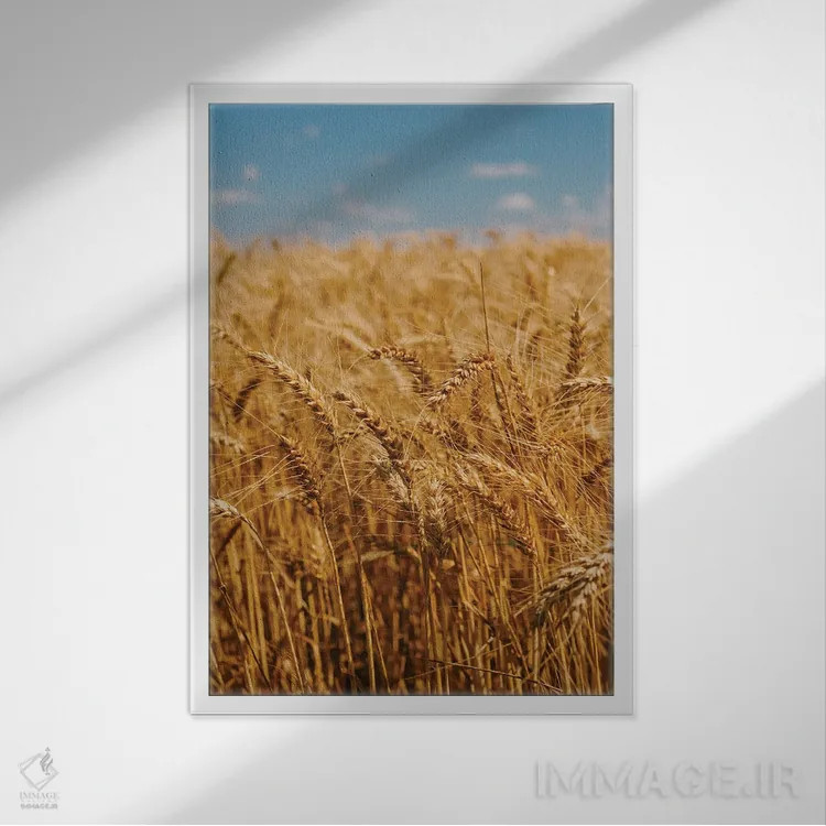 تابلو مزارع گندم تابستانی اثر بثانی یانگ - نمای قابدار سفید