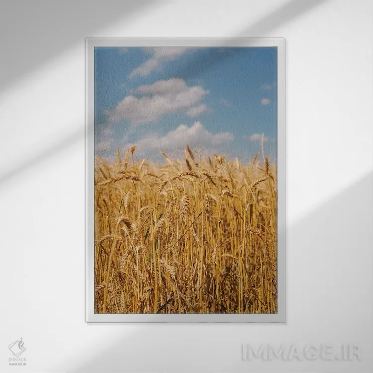 تابلو مزارع گندم تابستانی ۲ اثر بثانی یانگ - نمای قابدار سفید
